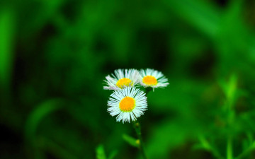 обоя цветы, маргаритки, трава, зелень