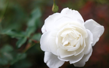 обоя цветы, розы, роза, белая, бутон
