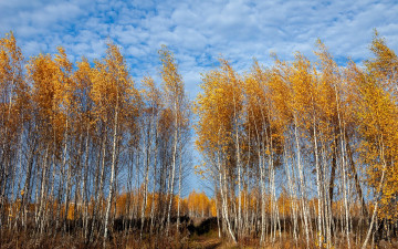 Картинка природа деревья лес березы осень небо облака