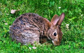обоя животные, кролики,  зайцы, кролик, лужайка, трава