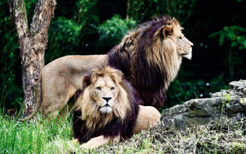 обоя животные, львы, камни, трава, деревья