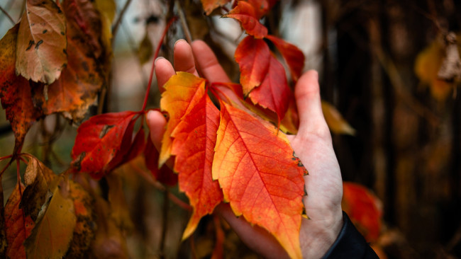 Обои картинки фото разное, руки,  ноги, рука, листья, осень