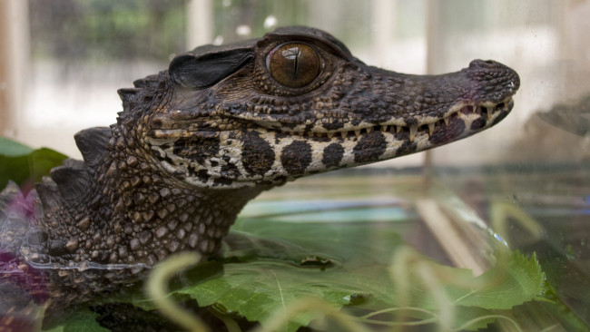 Обои картинки фото животные, крокодилы, крокодил