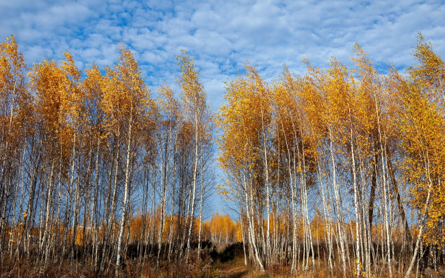 Обои картинки фото природа, деревья, лес, березы, осень, небо, облака