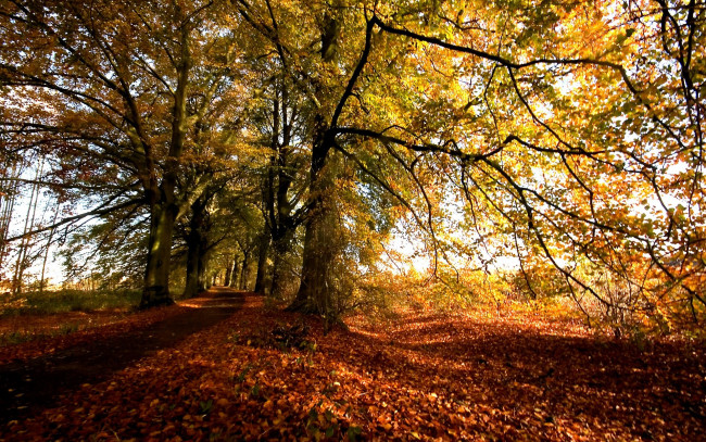 Обои картинки фото природа, деревья, осень, дорога, листья