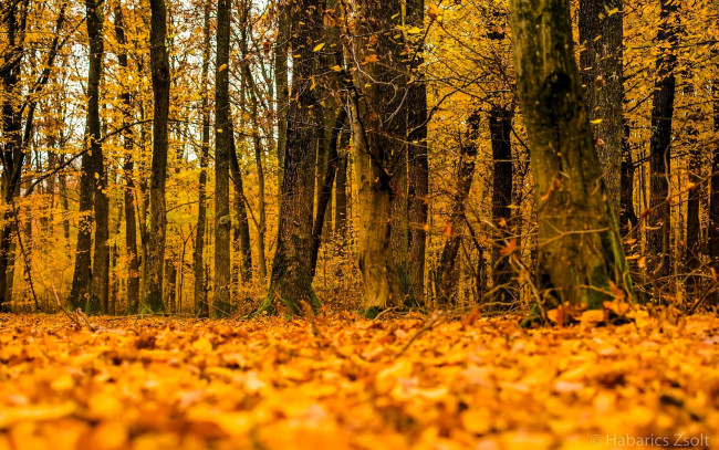 Обои картинки фото природа, лес, деревья, осень, листья