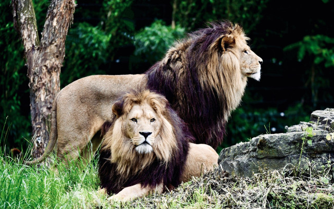 Обои картинки фото животные, львы, камни, трава, деревья