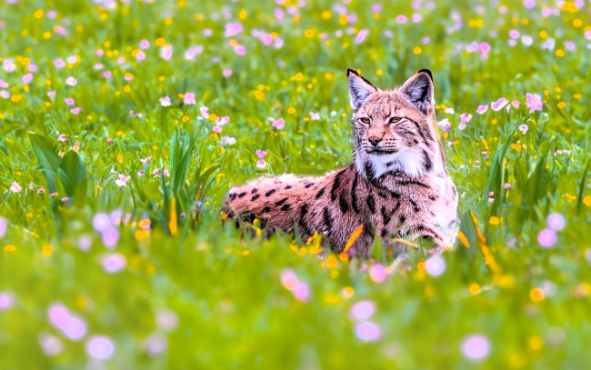 Обои картинки фото животные, рыси, рысь, луг, трава, цветы
