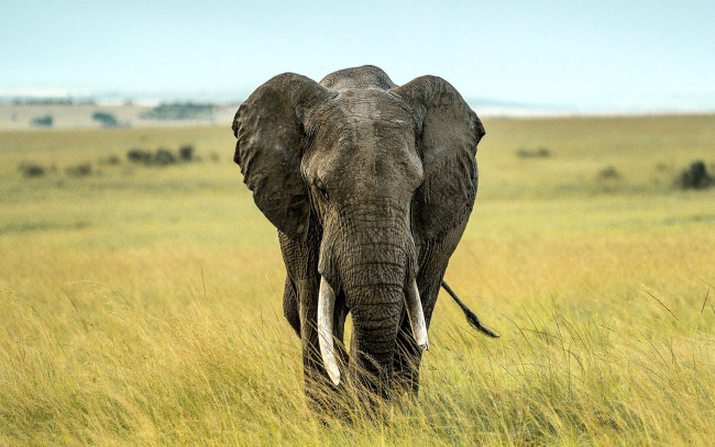 Обои картинки фото животные, слоны, слон, трава, саванна