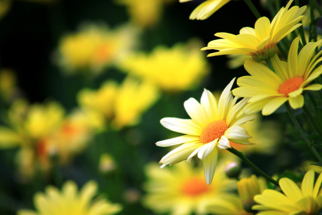 Обои картинки фото цветы, ромашки, желтые
