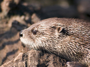 Картинка cincinnati zoo 24 выдра животные выдры каланы ондатры