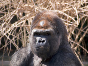 Картинка cincinnati zoo 25 животные обезьяны