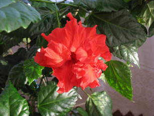 Картинка цветы гибискусы