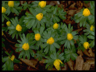 Картинка цветы калужницы лютики