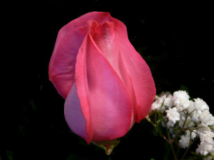 Картинка цветы розы