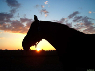 Картинка животные лошади