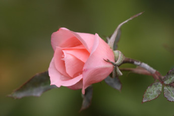 Картинка цветы розы