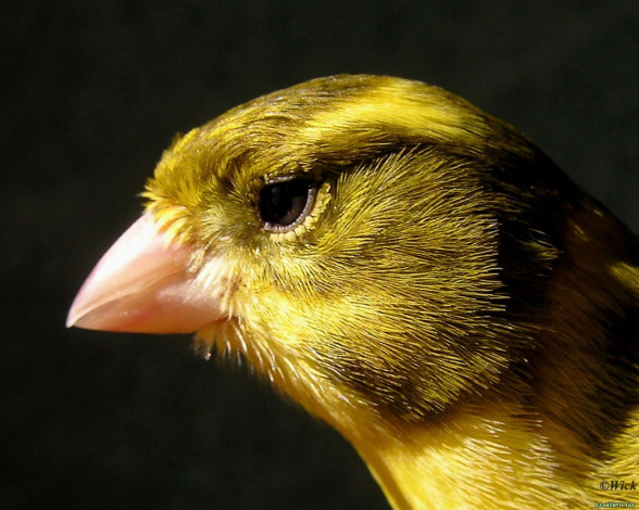 Обои картинки фото животные, птицы