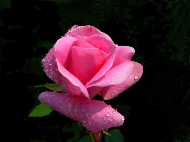 Обои картинки фото цветы, розы