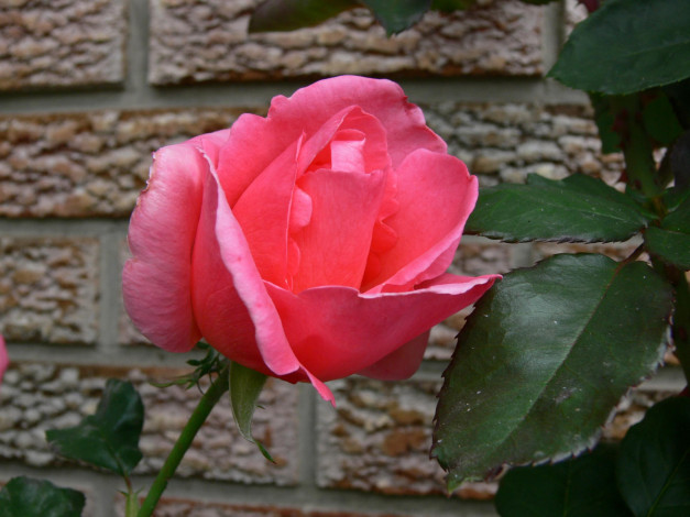 Обои картинки фото цветы, розы