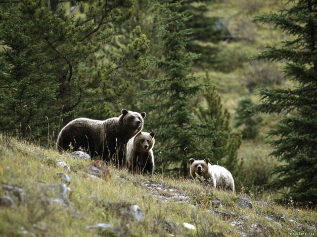 Обои картинки фото животные, медведи