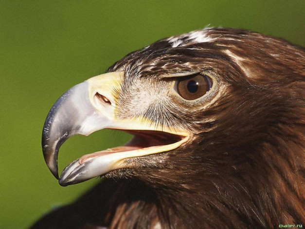 Обои картинки фото животные, птицы, хищники