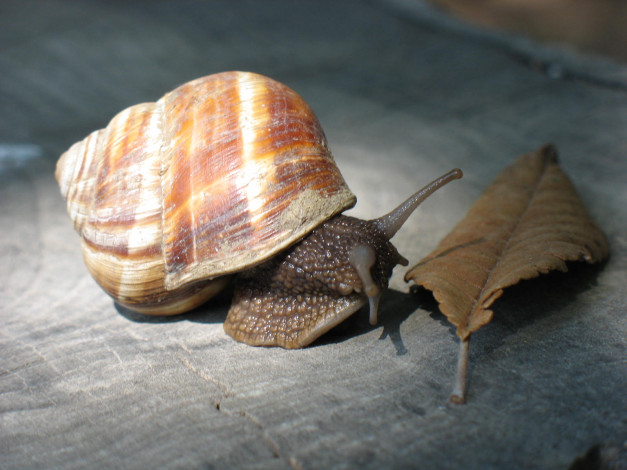 Обои картинки фото животные, улитки