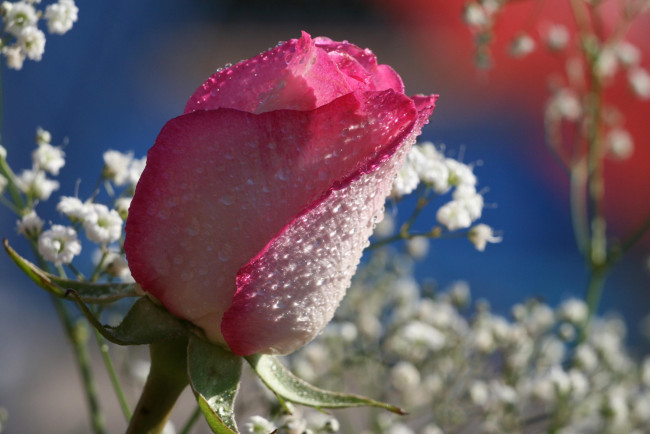 Обои картинки фото цветы, розы