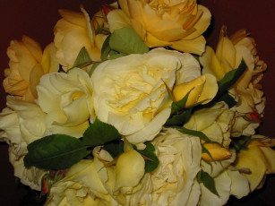 Картинка цветы розы