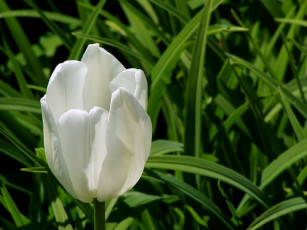 Картинка цветы тюльпаны