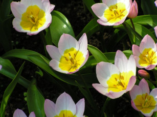 Картинка цветы тюльпаны