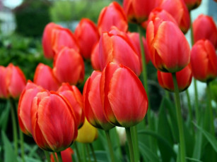Картинка цветы тюльпаны