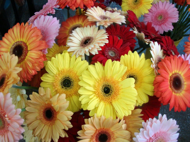 Обои картинки фото цветы, герберы