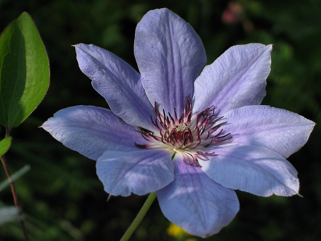 Обои картинки фото цветы, клематис, ломонос