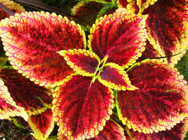 Обои картинки фото цветы, колеусы, каладиумы