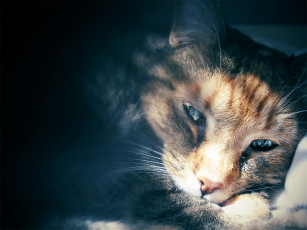 Картинка животные коты