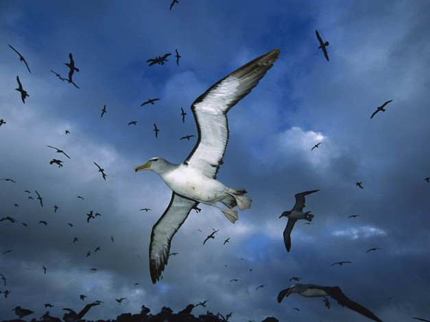 Обои картинки фото животные, Чайки, бакланы, крачки