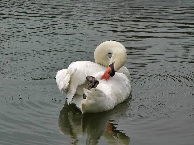 Обои картинки фото животные, лебеди