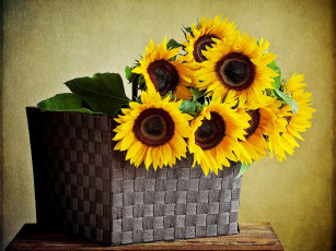 Картинка цветы подсолнухи желтый корзина