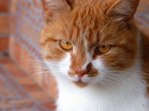 Картинка животные коты взгляд