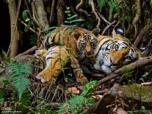 Картинка животные тигры тигрёнок