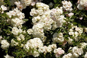 Картинка цветы розы белый много куст