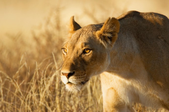 Картинка животные львы львица