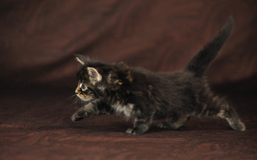 Картинка животные коты мейн кун котёнок