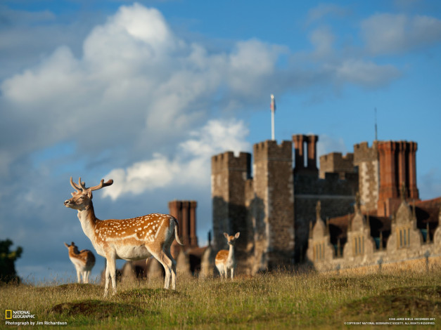 Обои картинки фото животные, олени, замок