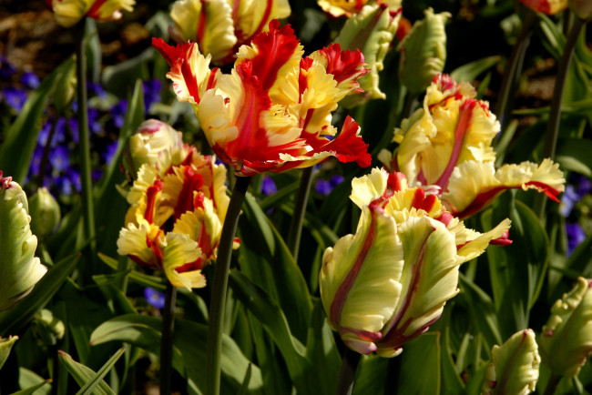 Обои картинки фото цветы, тюльпаны, желто-красный, много