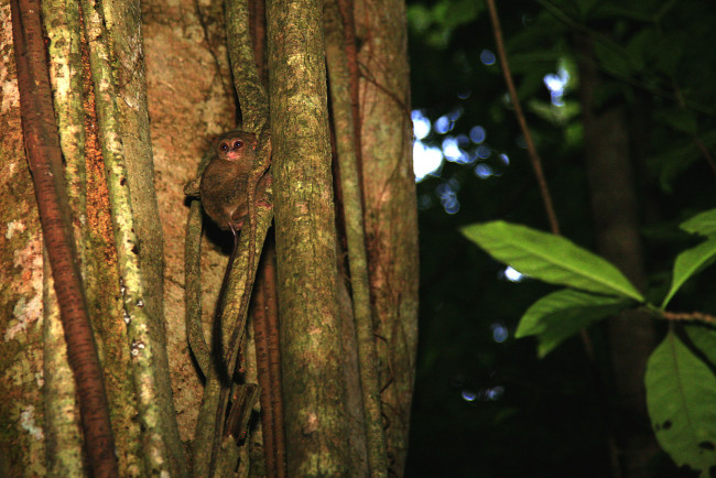 Обои картинки фото животные, лемуры, дерево, маленький, зверек