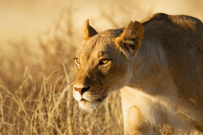 Обои картинки фото животные, львы, львица