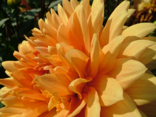 Картинка цветы георгины георгина