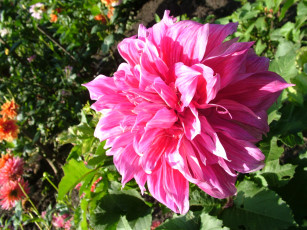 Картинка цветы георгины георгина